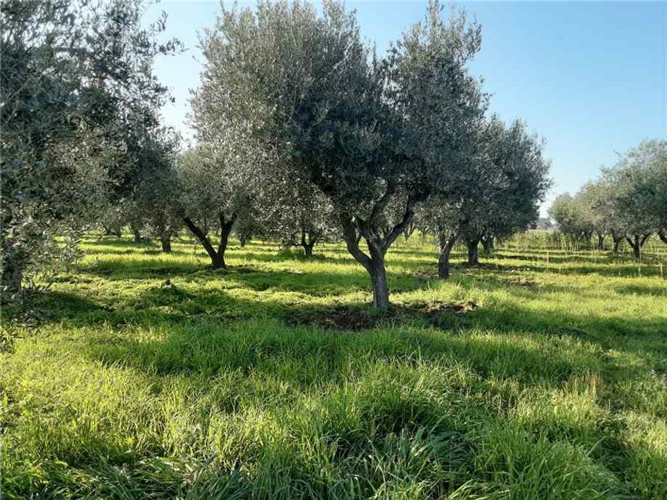 Helårsgrund i San Nicandro Garganico, Foggia - foto 1