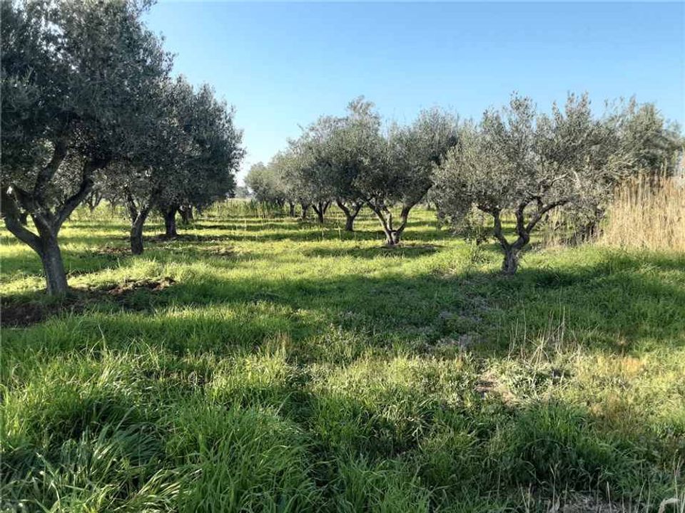 Helårsgrund i San Nicandro Garganico, Foggia - foto 5