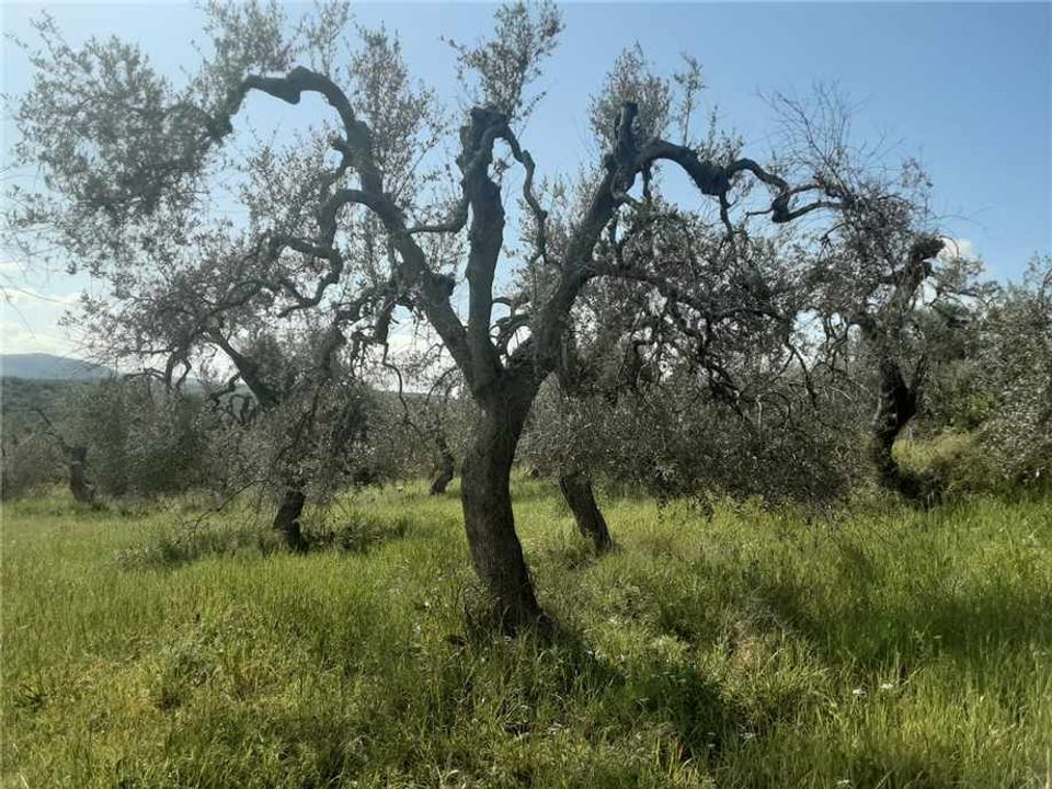 Helårsgrund i San Nicandro Garganico, Foggia - foto 1