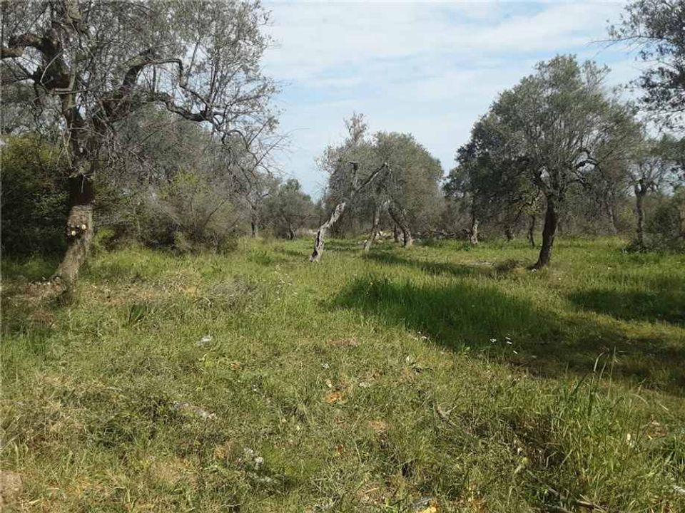 Helårsgrund i San Nicandro Garganico, Foggia - foto 2