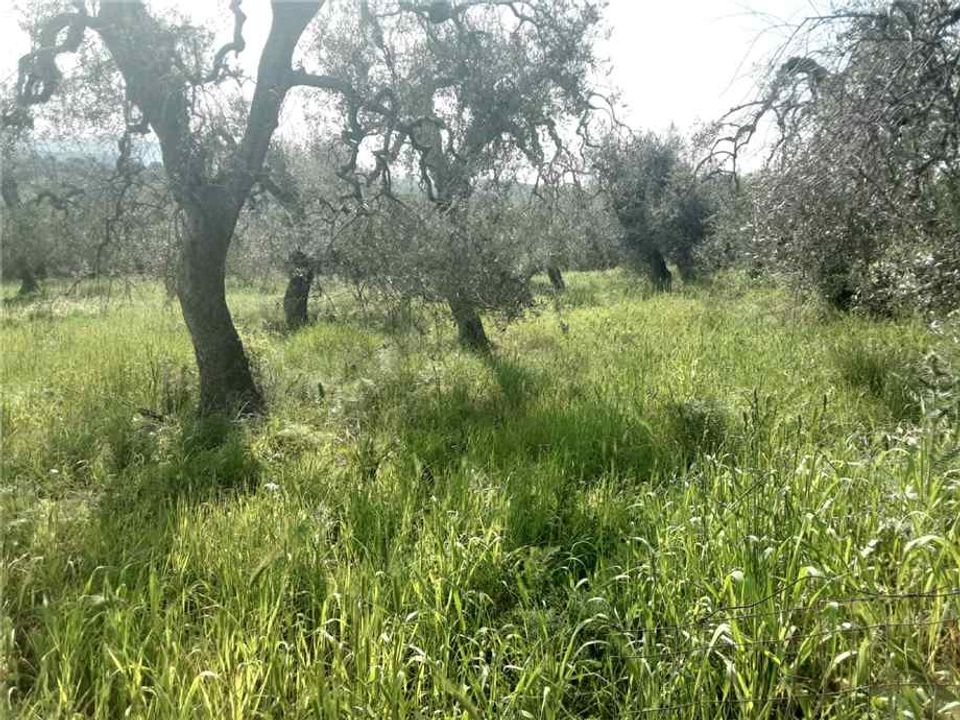 Helårsgrund i San Nicandro Garganico, Foggia - foto 4