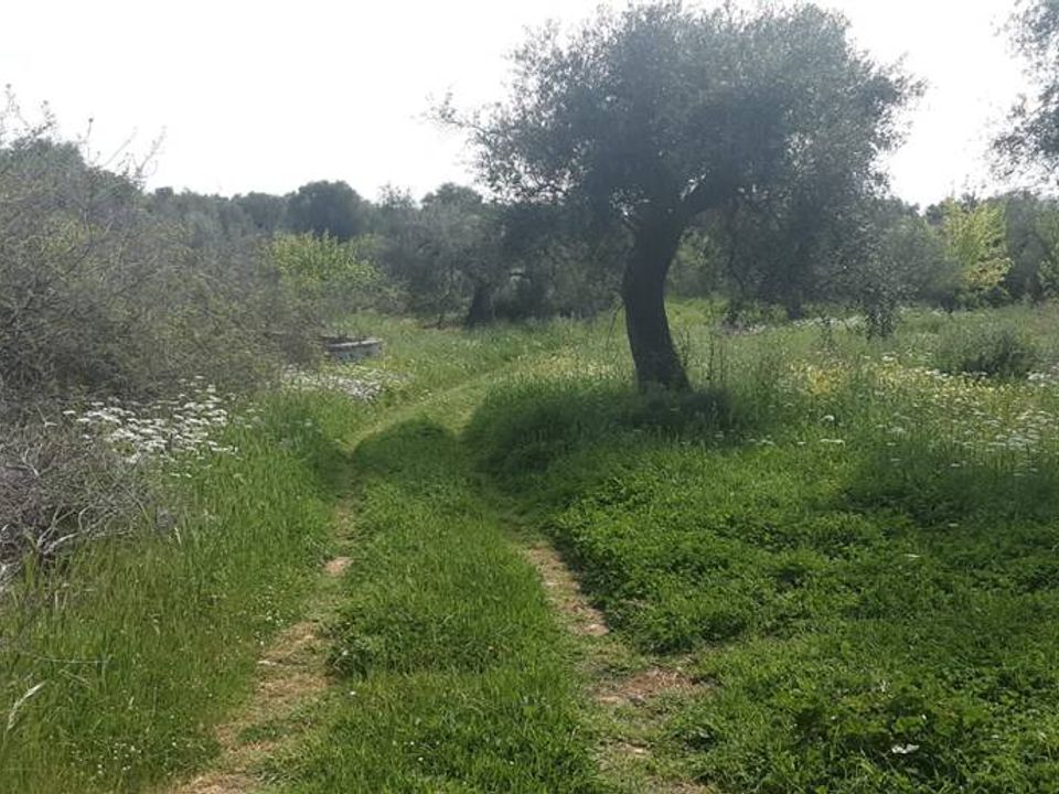 Helårsgrund i San Nicandro Garganico, Foggia - foto 5