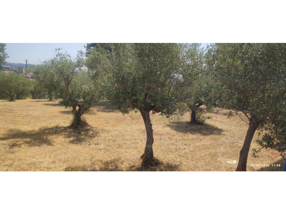 Helårsgrund i Ourem, Santarem - foto 4