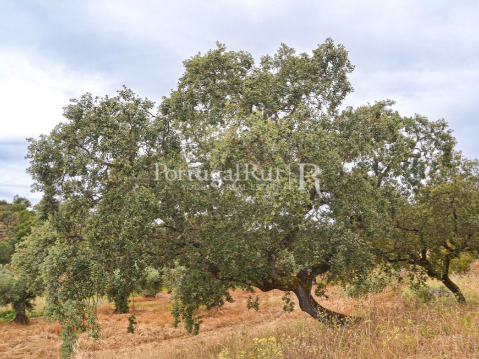 Terreno en Fratel, Castelo Branco - foto 4