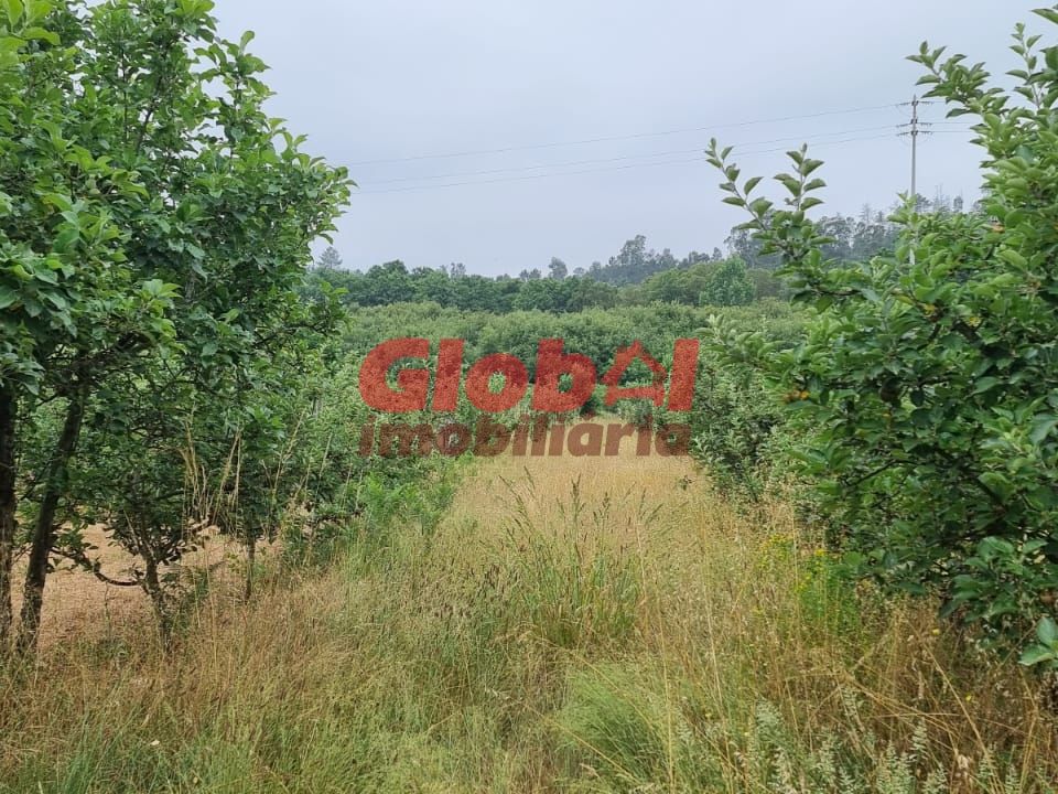 Farm i Viseu, Viseu - foto 1