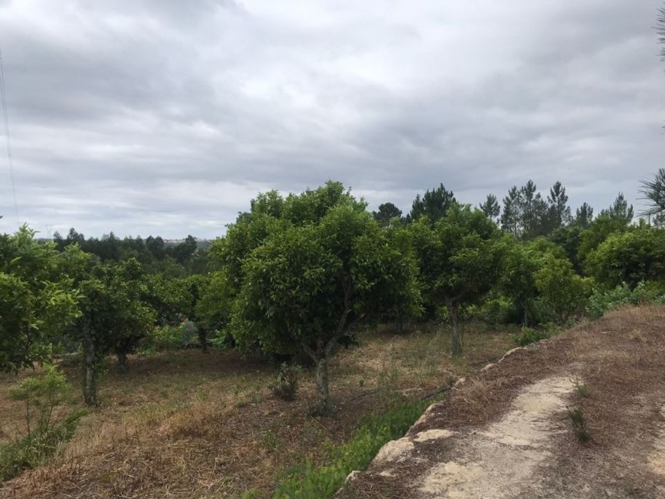 Farm i Torres Novas, Santarem - foto 5