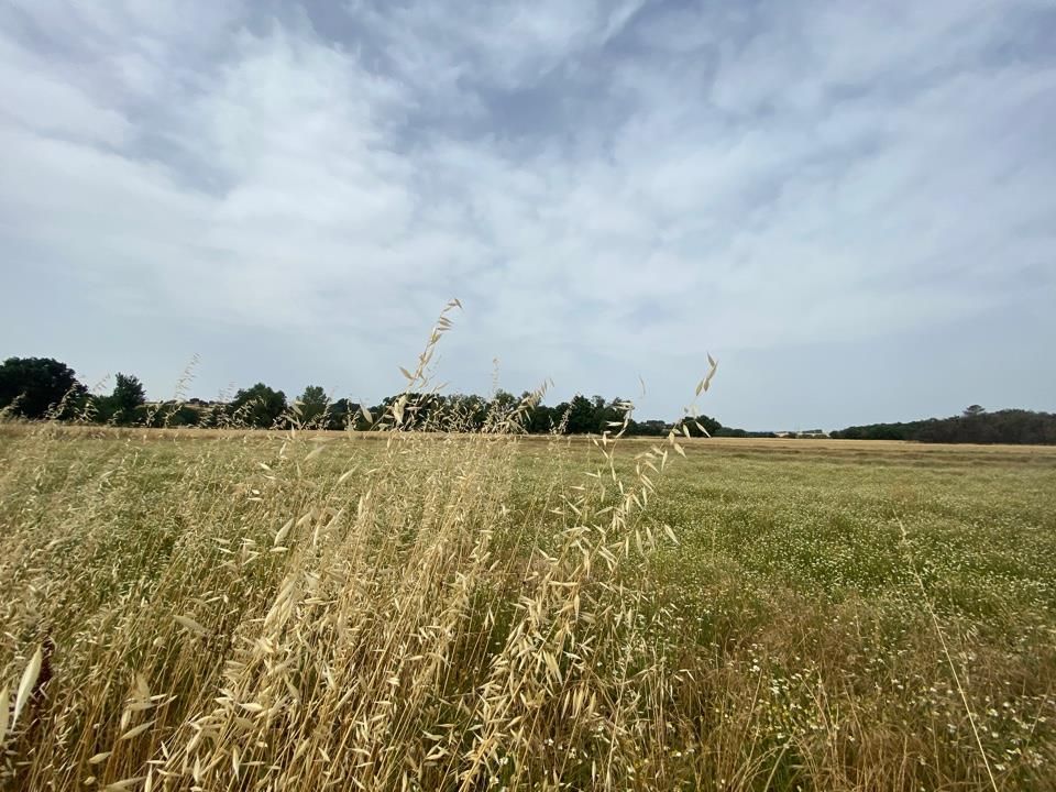 Gård i Castiglione del Lago, Perugia - bilde 4