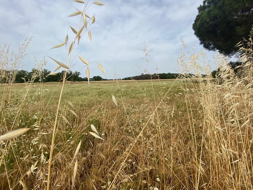 Gård i Castiglione del Lago, Perugia - bilde 5