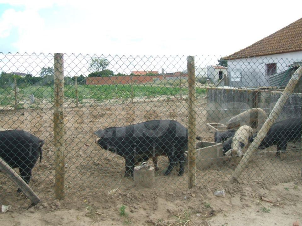 Farm i Benavente, Santarem - foto 5