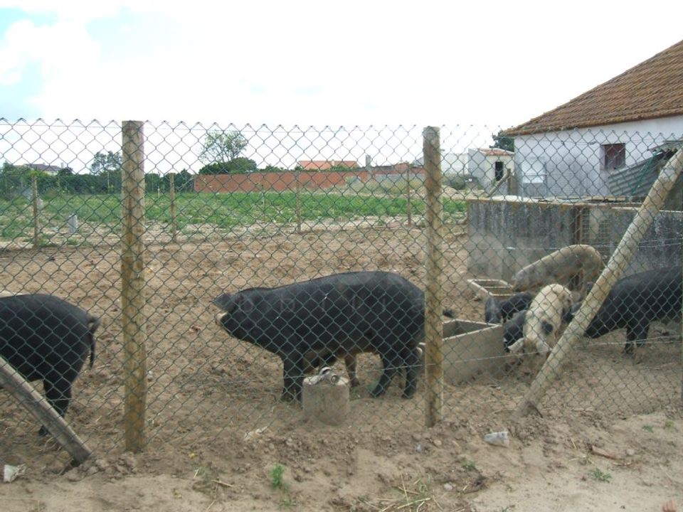 Helårsgrund i Benavente, Santarem - foto 5