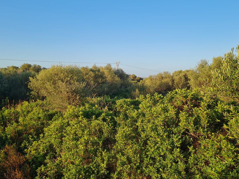 Helårsgrund i Santanyi, Mallorca - foto 3