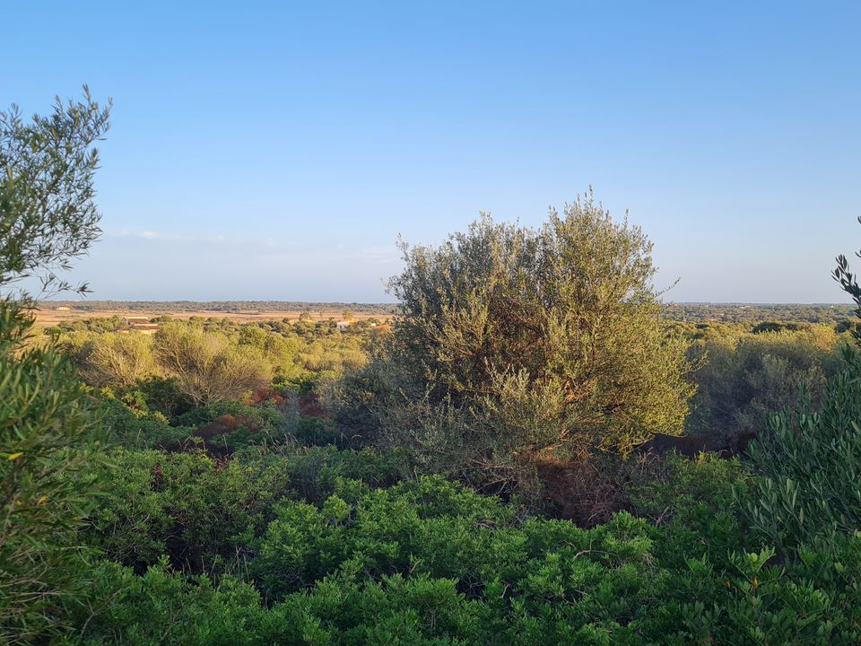 Helårsgrund i Santanyi, Mallorca - foto 4