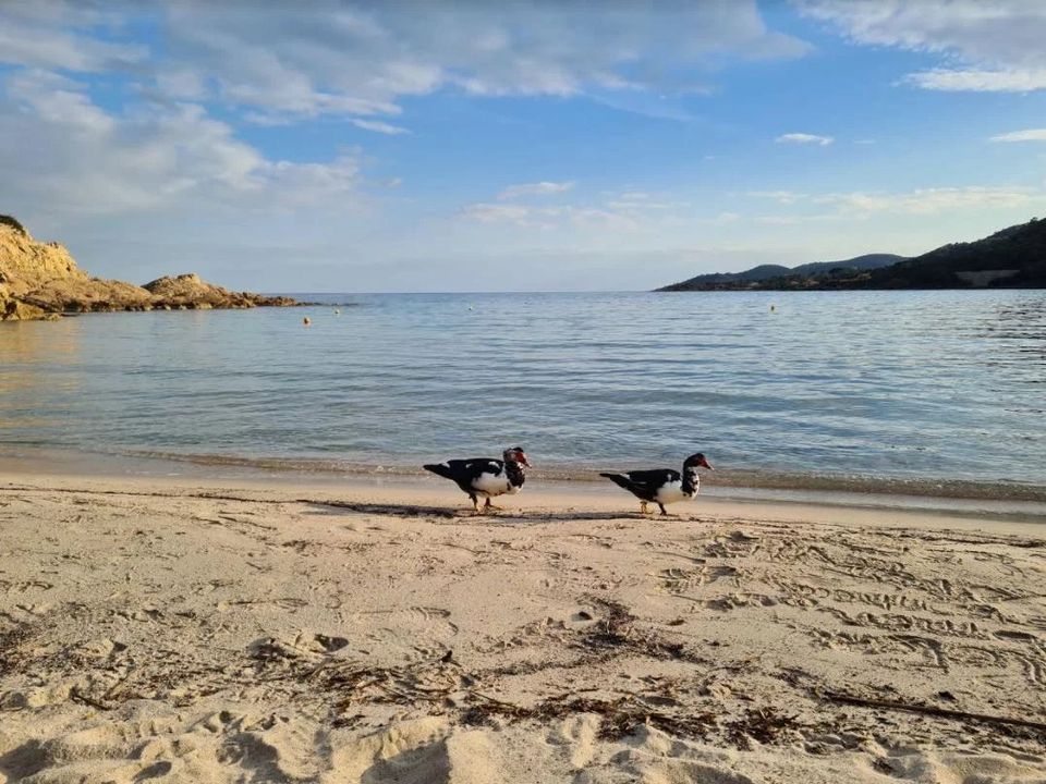 Landejendom i Solenzara, Corse-du-Sud - foto 2