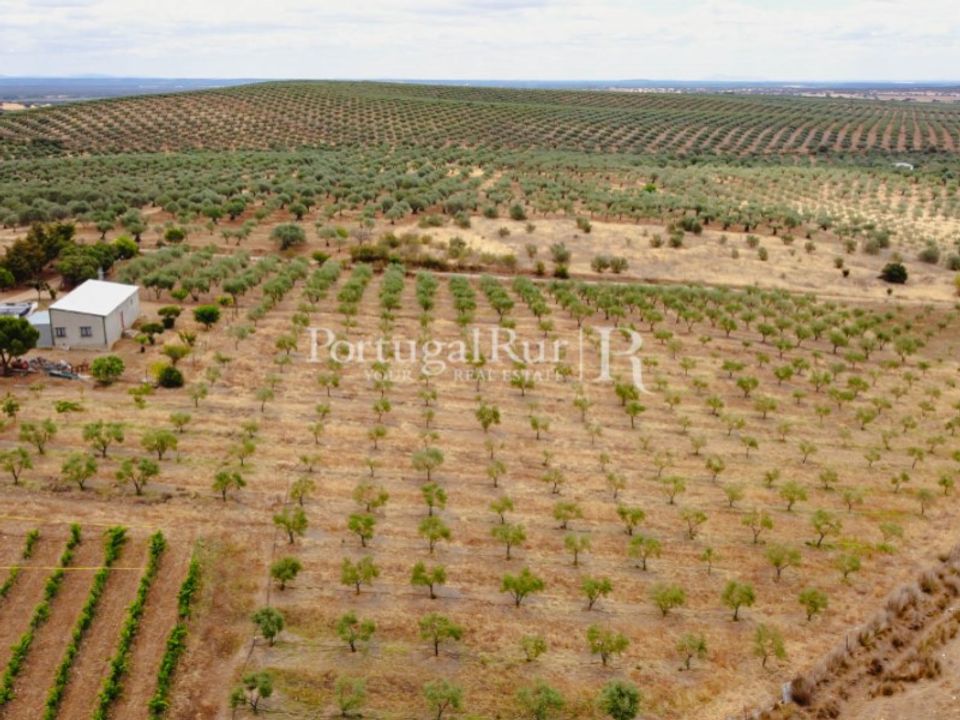 Landejendom i Campo Maior, Portalegre - foto 4