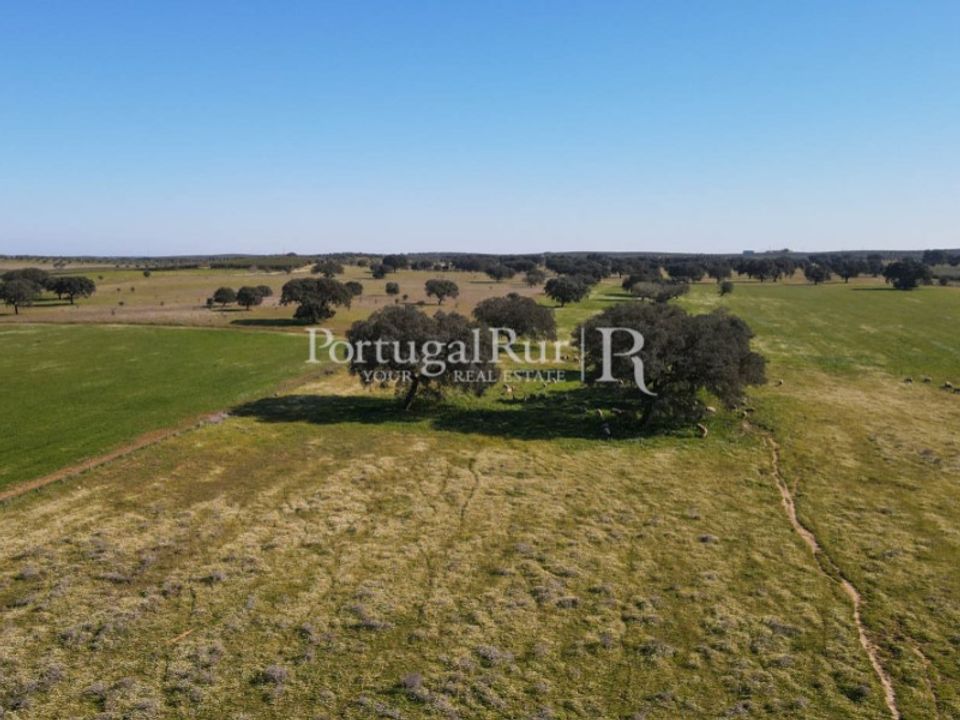 Farm i Avis, Portalegre - foto 5