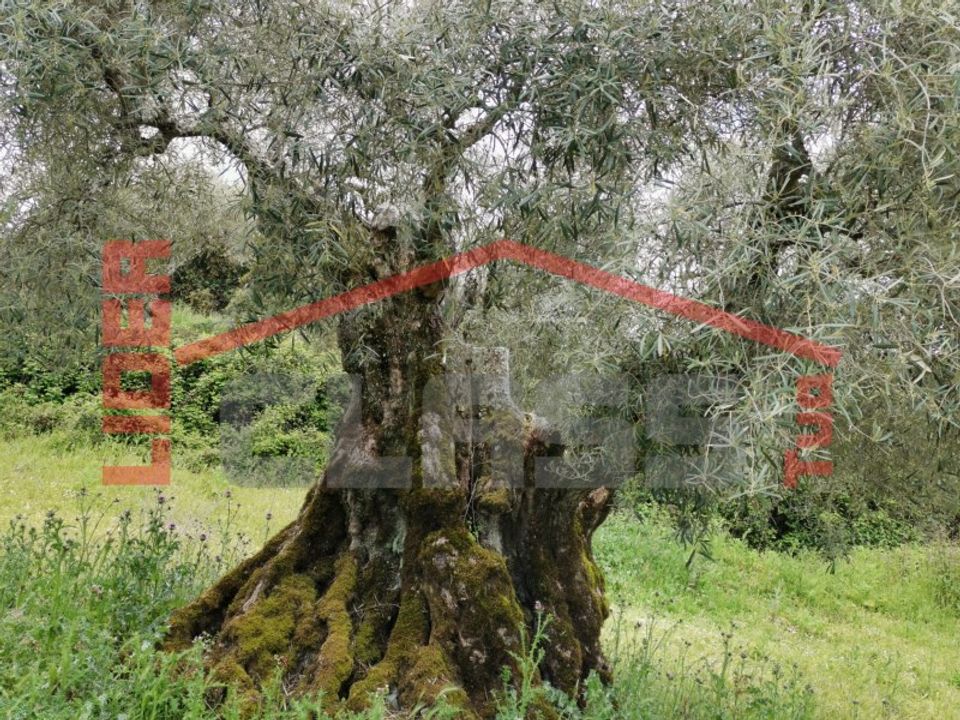 Tomt i Mogadouro, Braganca - bilde 4