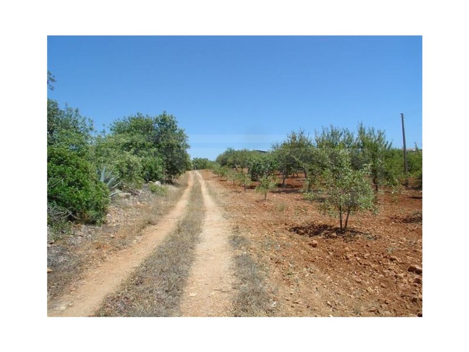 Landejendom i Albufeira, Faro - foto 5