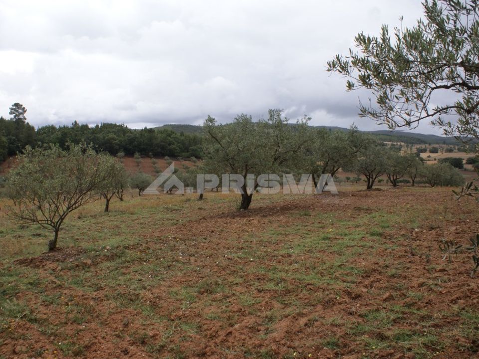 Tomt i Fundao, Castelo Branco - bilde 5