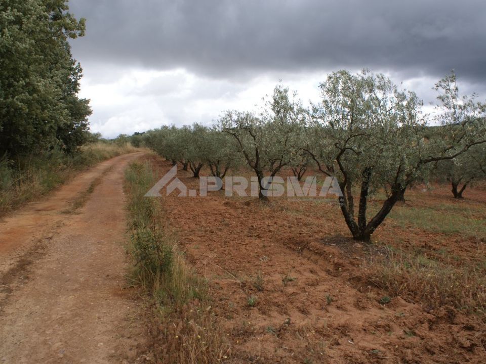Tomt i Fundao, Castelo Branco - bilde 3