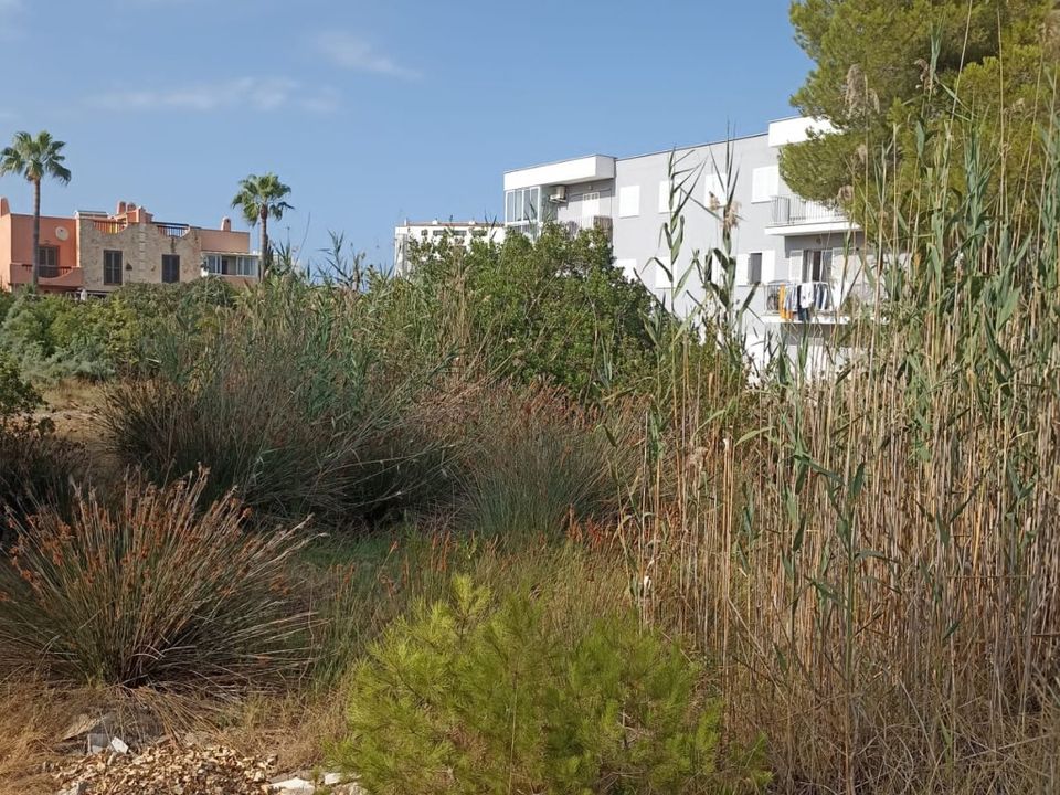 Tomt i Alcudia, Mallorca - bilde 1