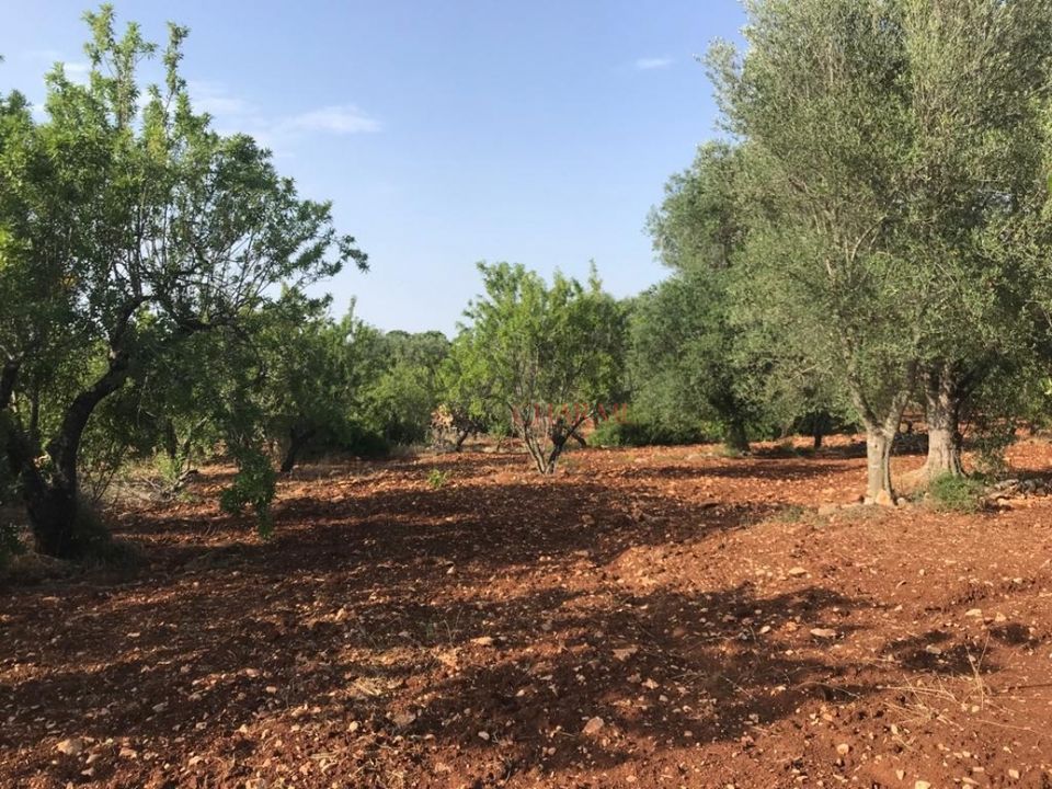 Landejendom i Ostuni, Brindisi - foto 4