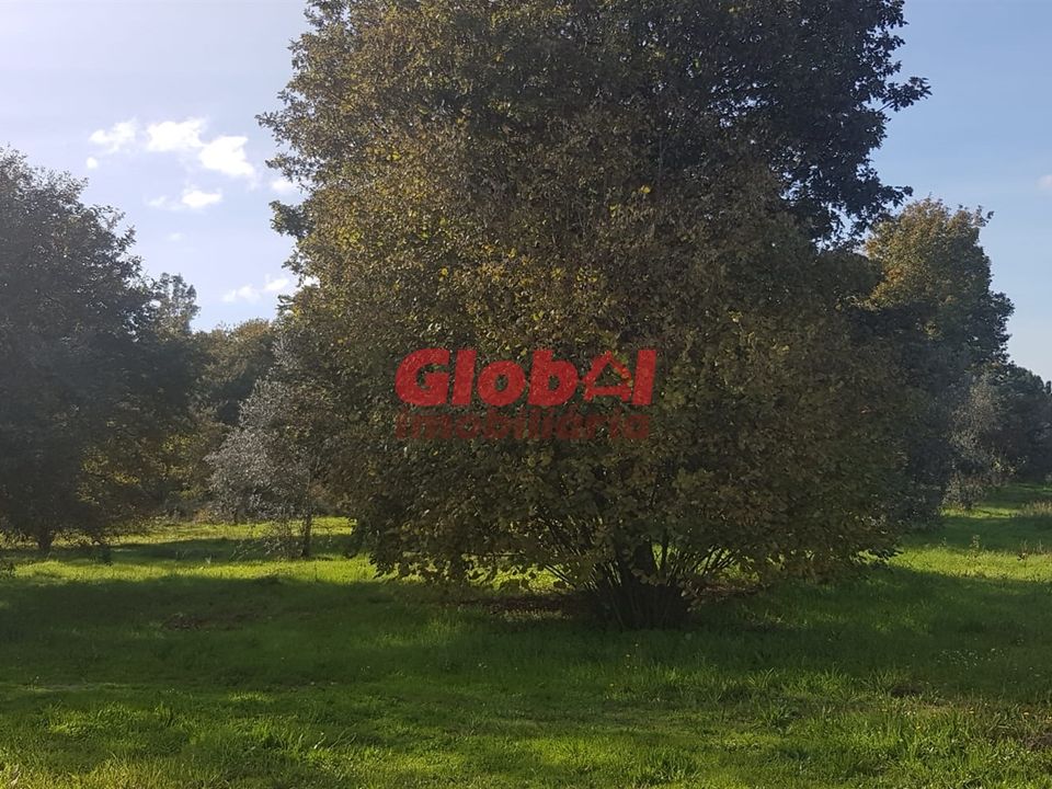 Helårsgrund i Viseu, Viseu - foto 2