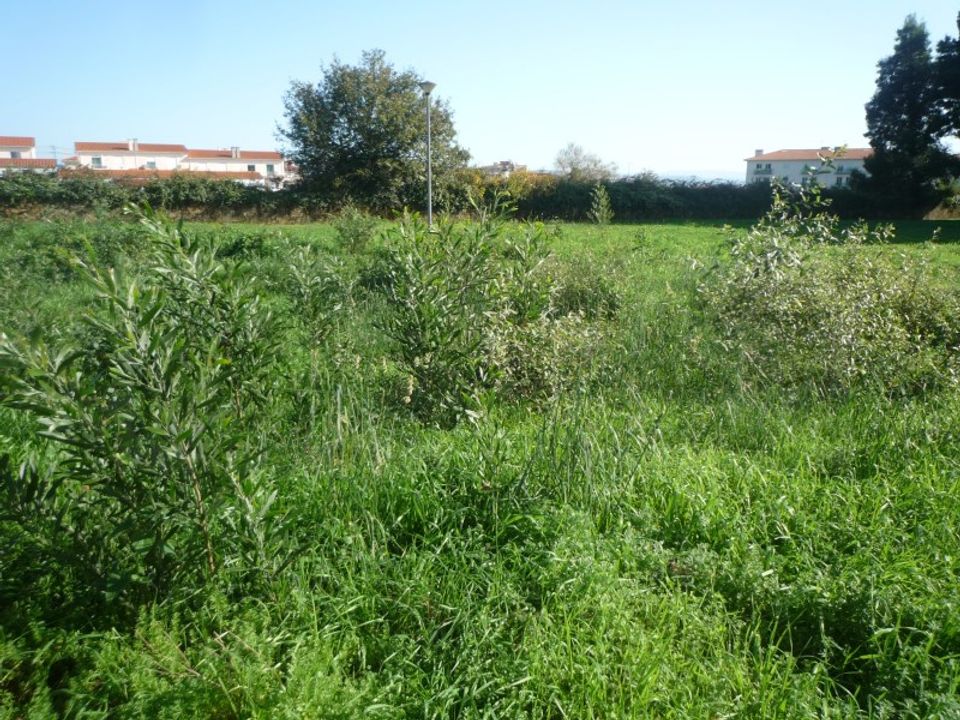 Helårsgrund i Albergaria-a-Velha, Aveiro - foto 1