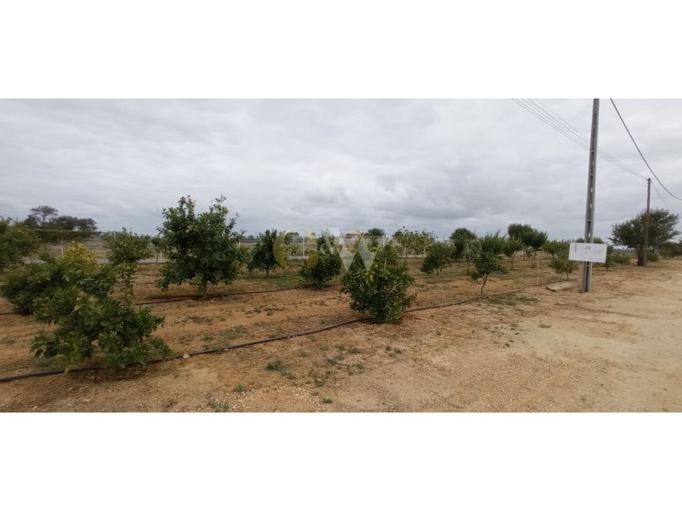 Farm i Guia, Faro - foto 4