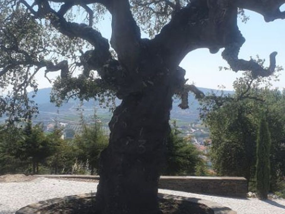 Helårsgrund i Sao Joao da Pesqueira, Viseu - foto 5