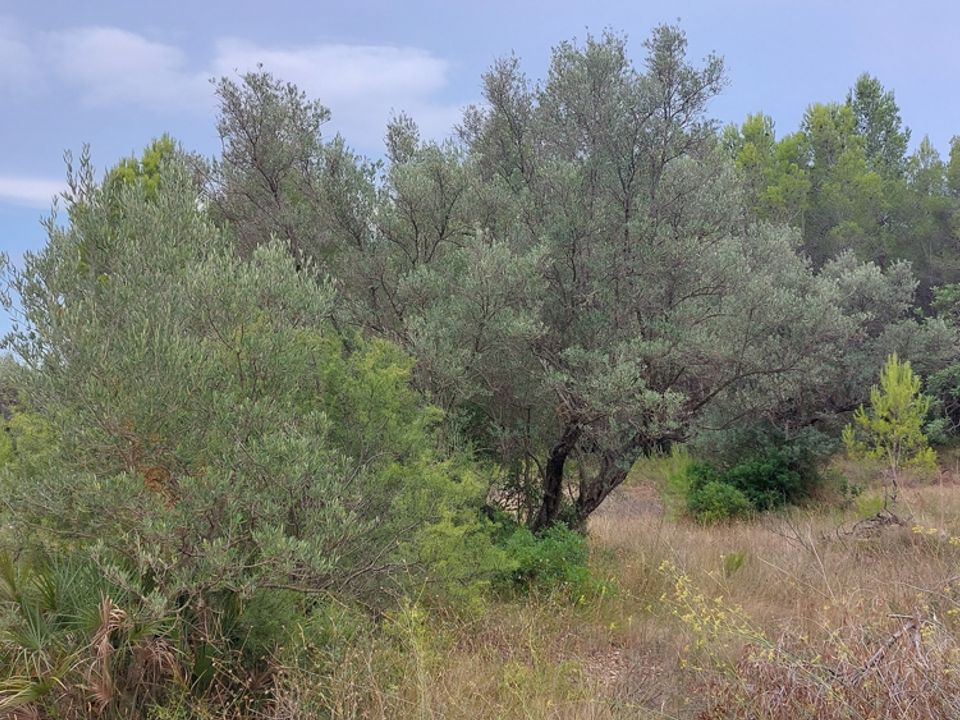 Finca i Aldover, Tarragona - bilde 2