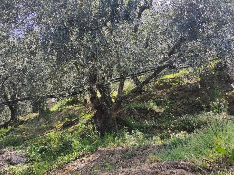 Landhaus in Apricale, Imperia - Foto 3