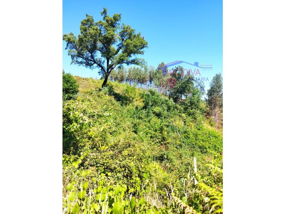 Helårsgrund i Pedrogao Grande, Leiria - foto 1