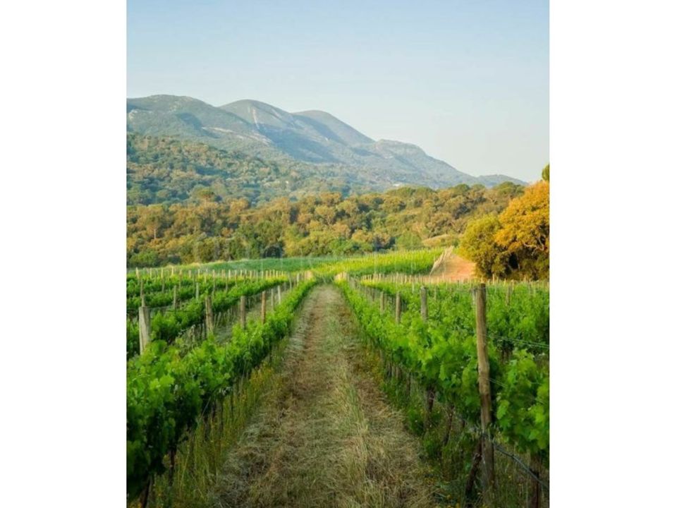 Farm i Setubal, Setubal - foto 3