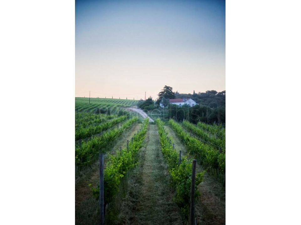 Farm i Setubal, Setubal - foto 4