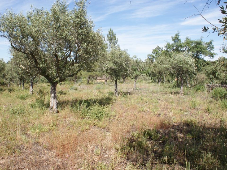 Helårsgrund i Penamacor, Castelo Branco - foto 4