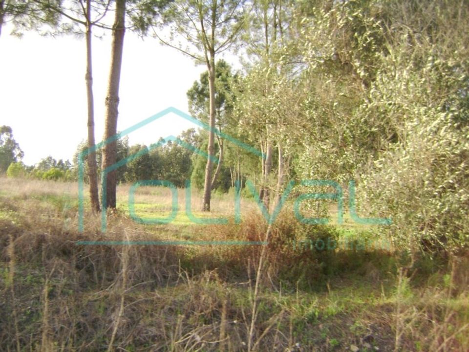Helårsgrund i Gloria do Ribatejo, Santarem - foto 2