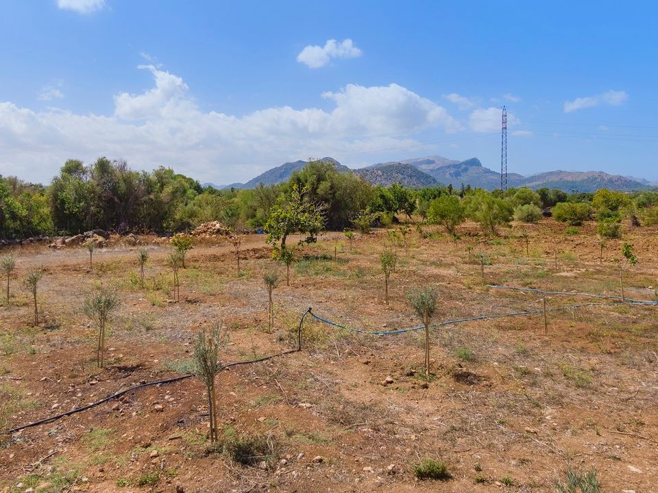 Helårsgrund i Pollenca, Mallorca - foto 3