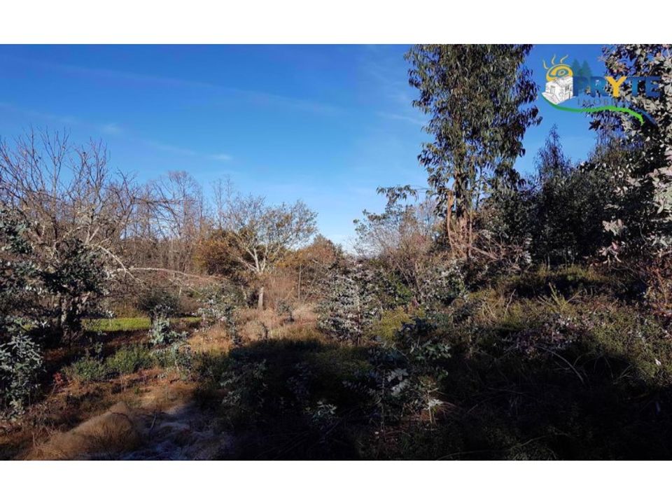 Farm i Serta, Castelo Branco - foto 5