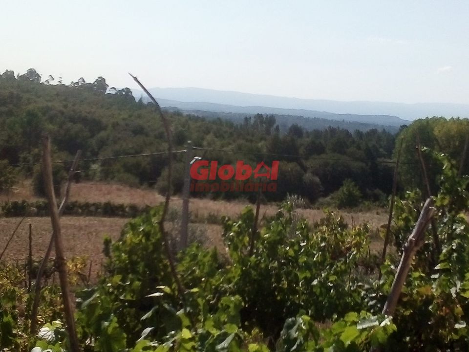 Farm i Viseu, Viseu - foto 2