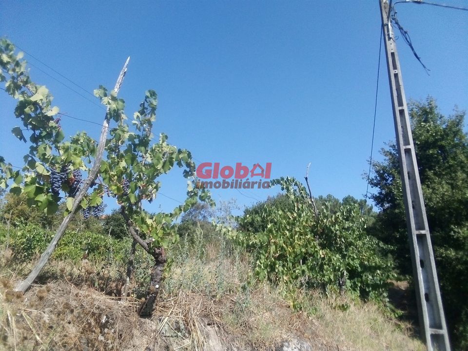 Farm i Viseu, Viseu - foto 3
