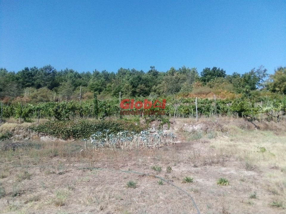 Farm i Viseu, Viseu - foto 5