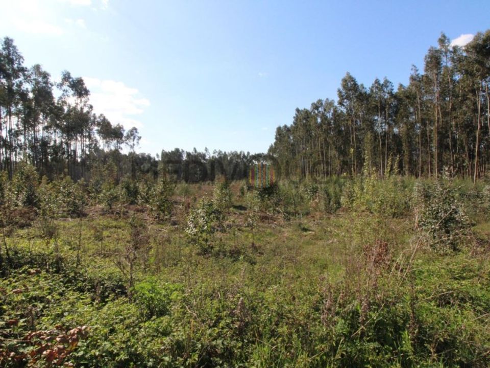 Terra a Aguada de Cima, Aveiro - foto 5