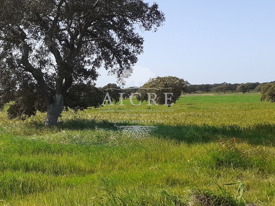 Helårsgrund i Ferreira do Alentejo, Beja - foto 5