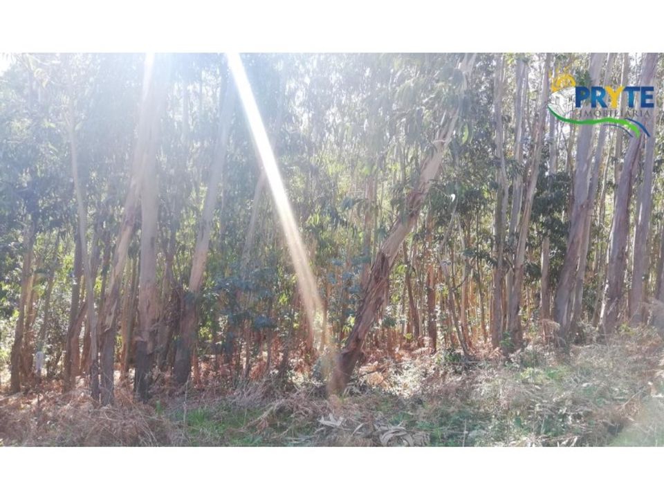 Helårsgrund i Pedrogao Grande, Leiria - foto 4