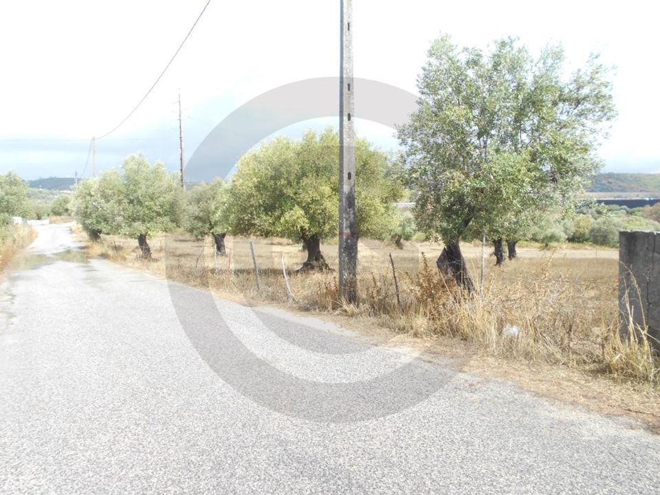 Land in Alcanena, Santarem - photo 2