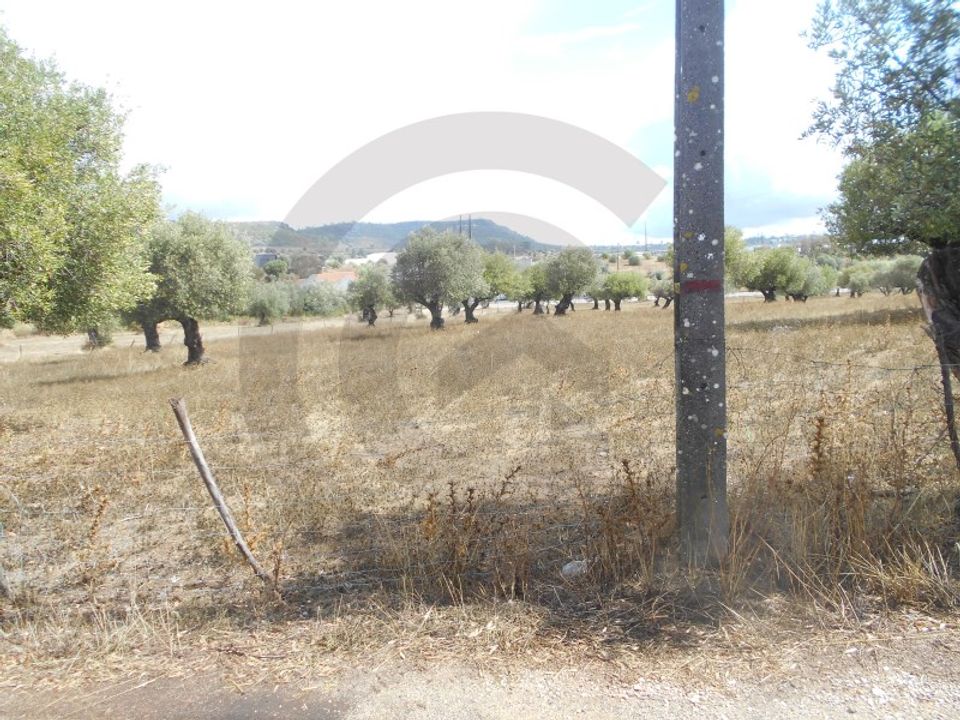 Land in Alcanena, Santarem - photo 3