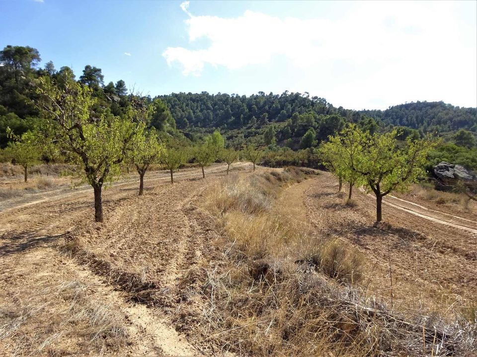 Finca i Maella, Zaragoza - foto 4