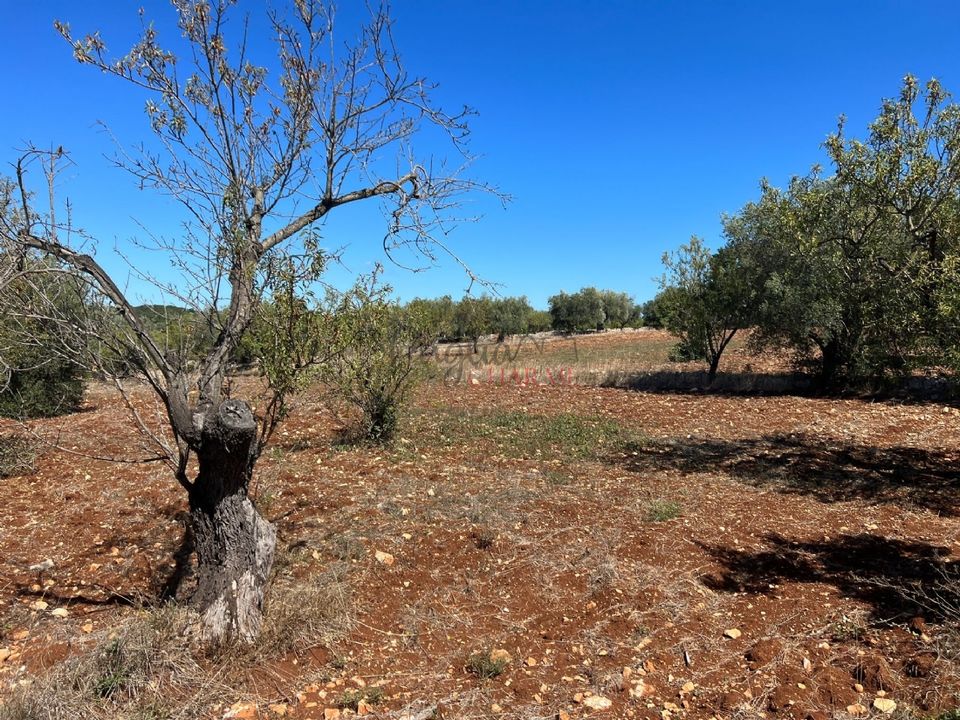 Helårsgrund i Ostuni, Brindisi - foto 2