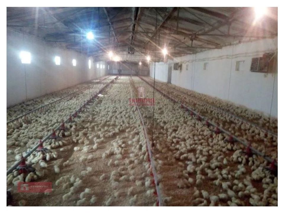 Granja en Rio de Couros e Casal dos Bernardos, Santarem - foto 3