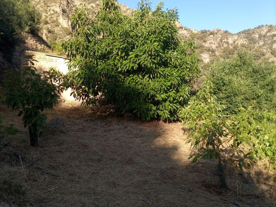 Helårsgrund i Guajar Alto, Granada - foto 4